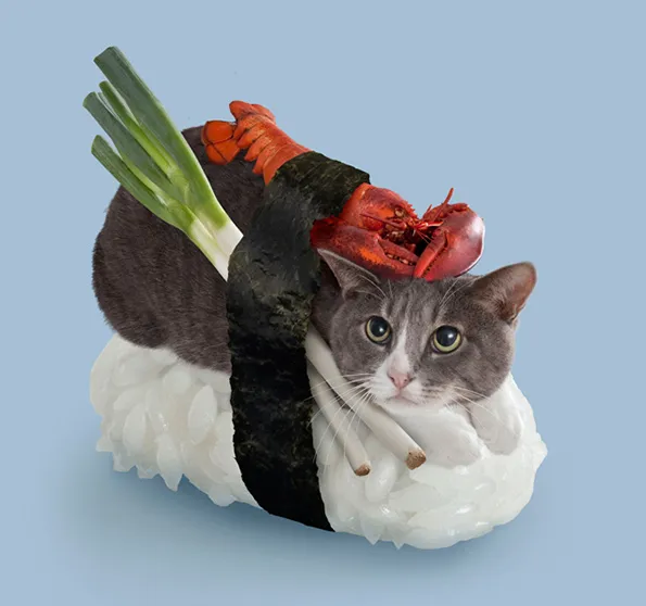 Lucy cat sushi